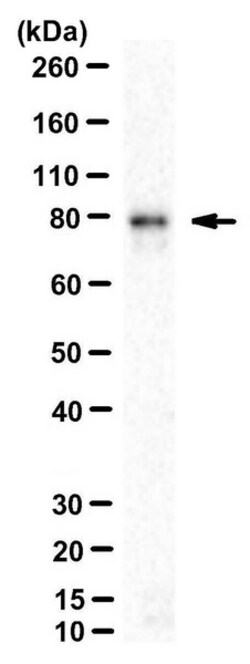 MilliporeSigma SUN2, Mouse, Unlabeled, Clone: 3.1E, 100 &mu;g | Buy Online | MilliporeSigma&trade; | Fisher Scientific